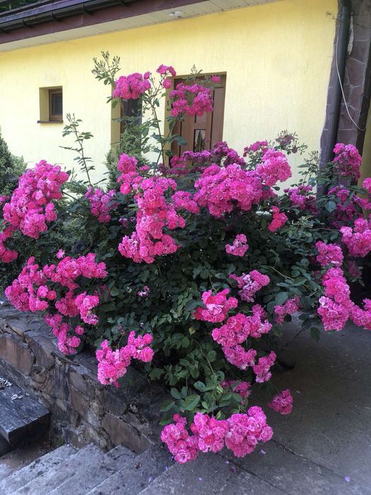 Подобово будинок в с. Шаян Закарпатье Карпати Велятино