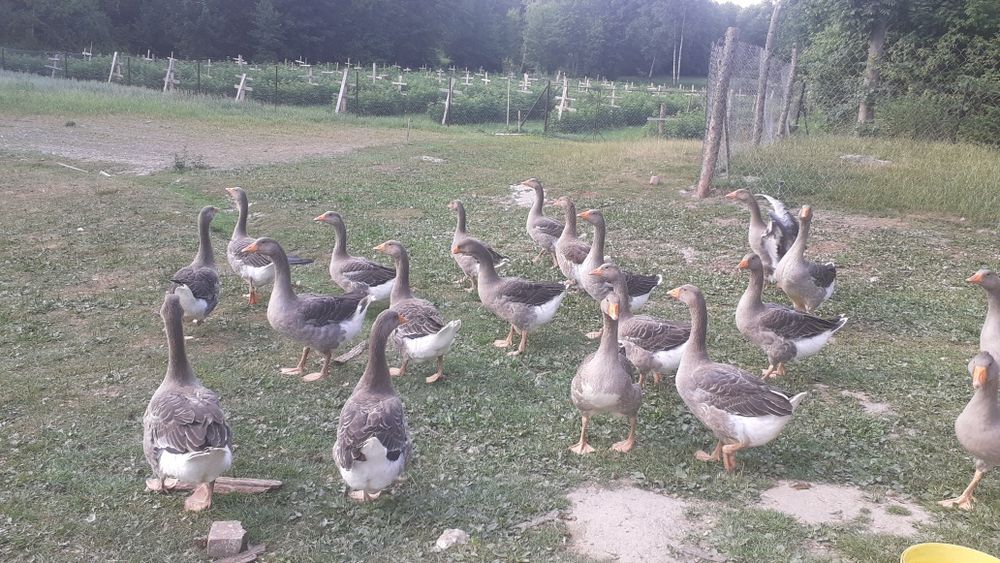 Gęsi landes gąsior kury