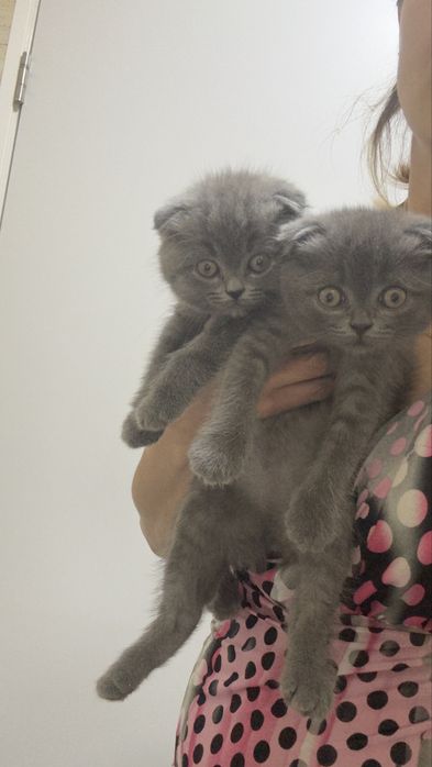 Scottish fold com 2 meses