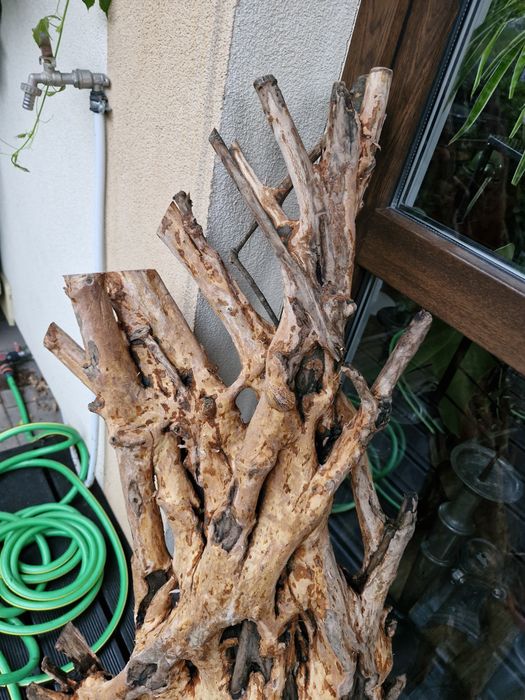 Korzeń do akwarium lub terrarium  z drewna bukowego