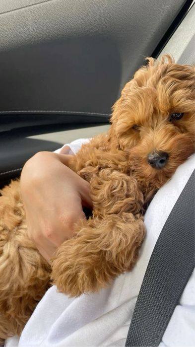 Хлопчик мальтіпу стандарт ф1. Мальчик мальтипу f1 стандарт