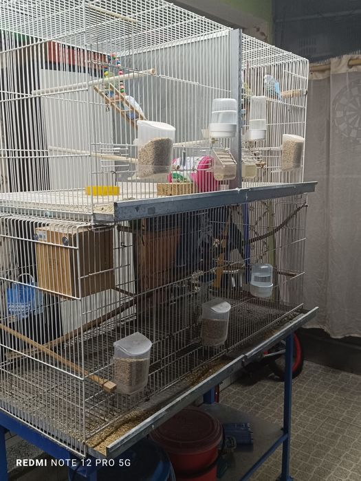 Criação Periquitos