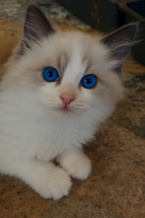 Ragdoll WCF/PZF.PROFESJONALNA hodowla, badania Genetyczne,