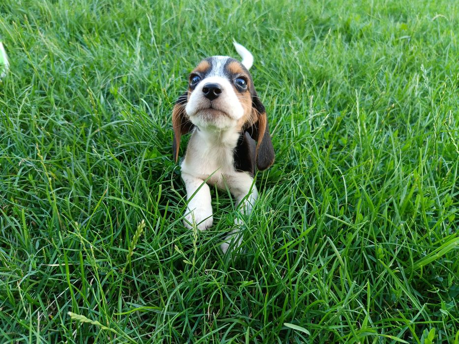 Beagle tri-color szczenię