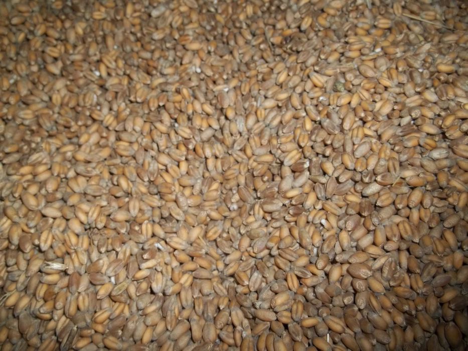 pszenica pszenżyto owies