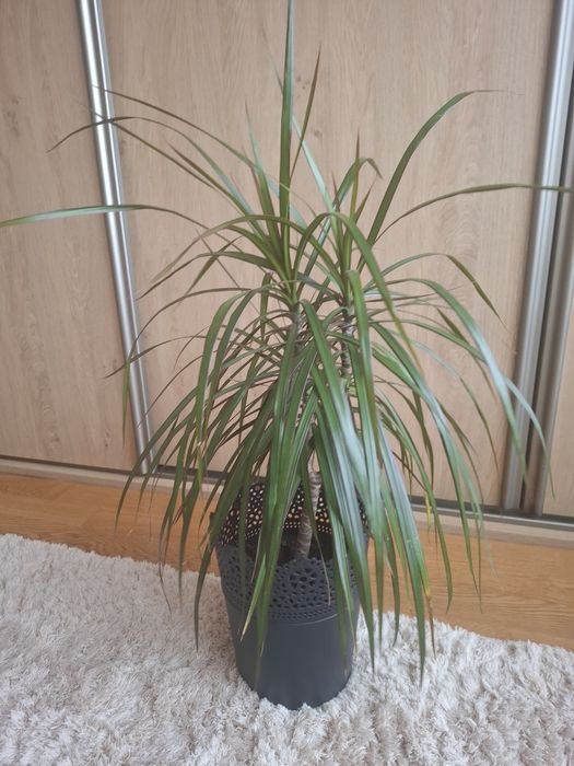 Roślina doniczkowa Dracena