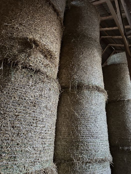 Słoma z pszenicy i pszenżyta