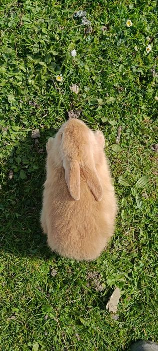 Królik miniaturka samczyk