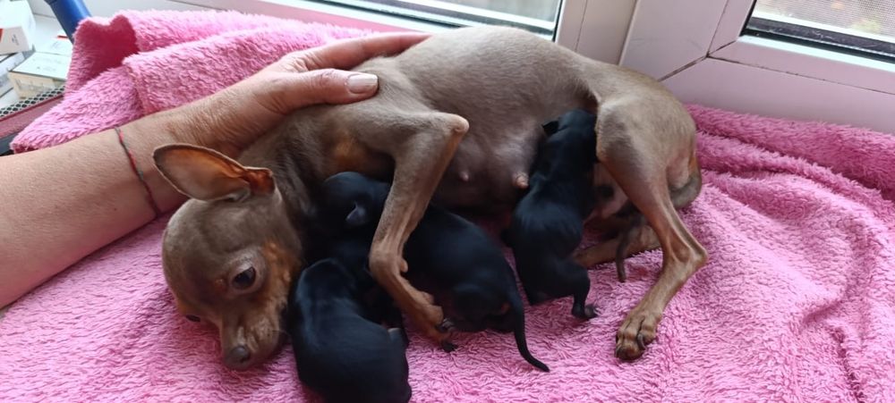 Щенки Той -терьера