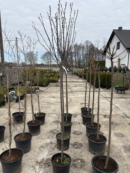 Śliwa wiśniowa (Prunus cerasifera pissardii)