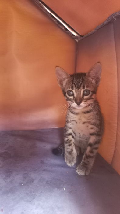 URGENTE Gatinhos bebes adoção