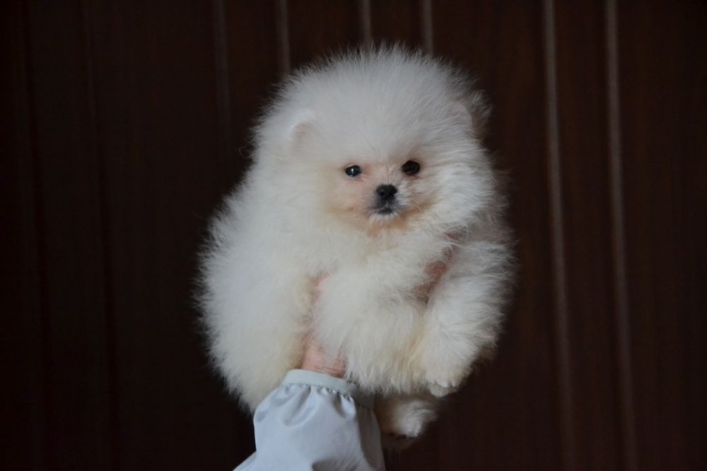 Породний хлопчик з документами КСУ