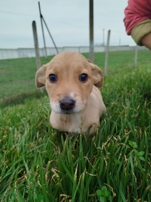 Щенули ищет дом  (собака, щенок, щенуля)