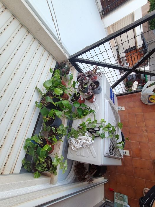 Plantas à venda, Diferentes tipos com recipiente de plástico