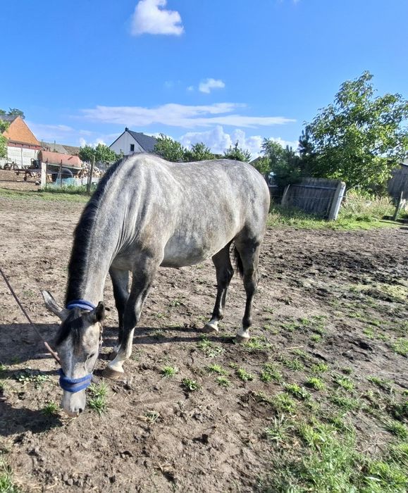 Klaczka rasy śląskiej