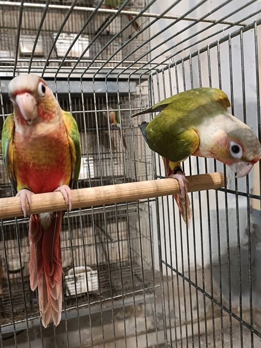 Casal Pyrruras pineapples,