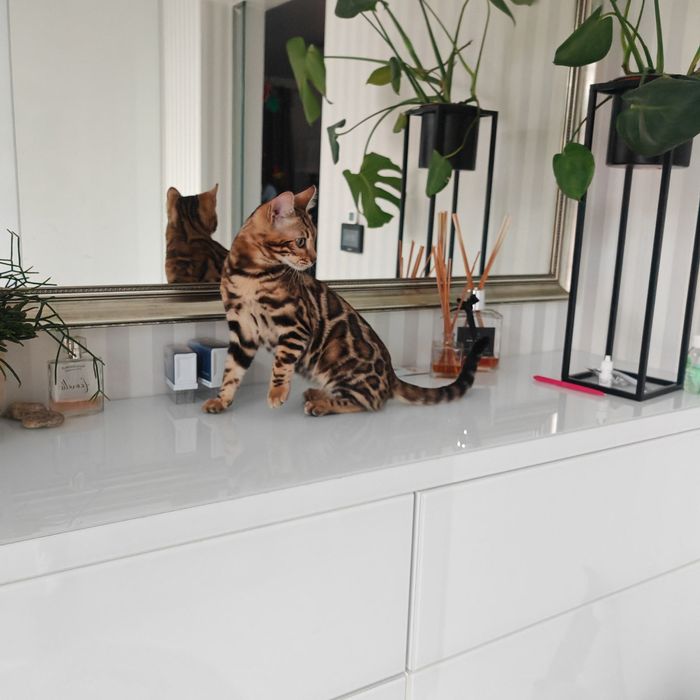BENGAL kot bengalski DZIKIE piękno w domowym zaciszu Rodowód FPL