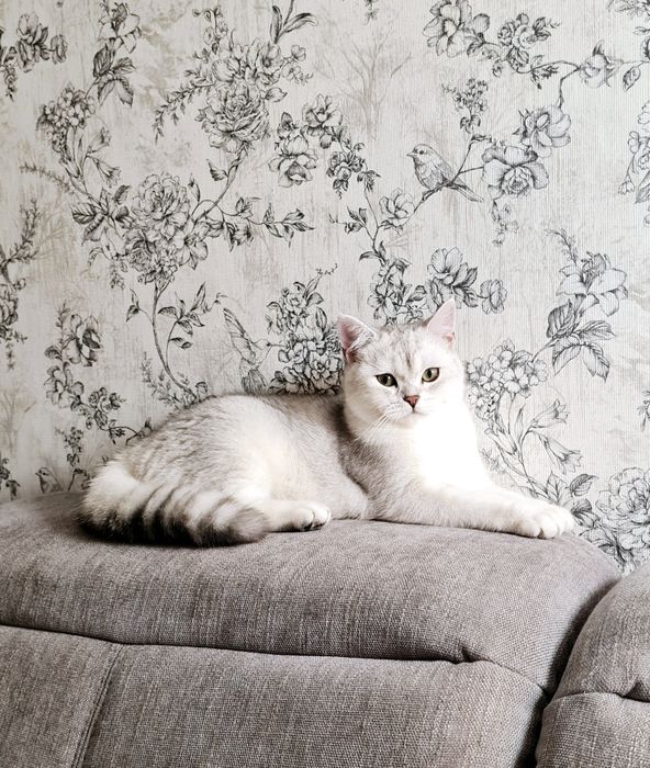 Шотландські кошенята срібна шиншила шотландский котёнок шиншилла