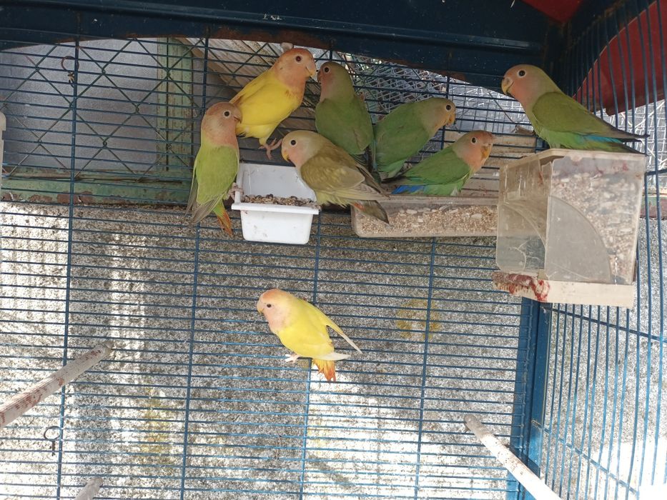 Agapornis vários tonalidades