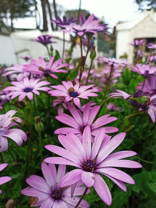 Serviços de jardinagem