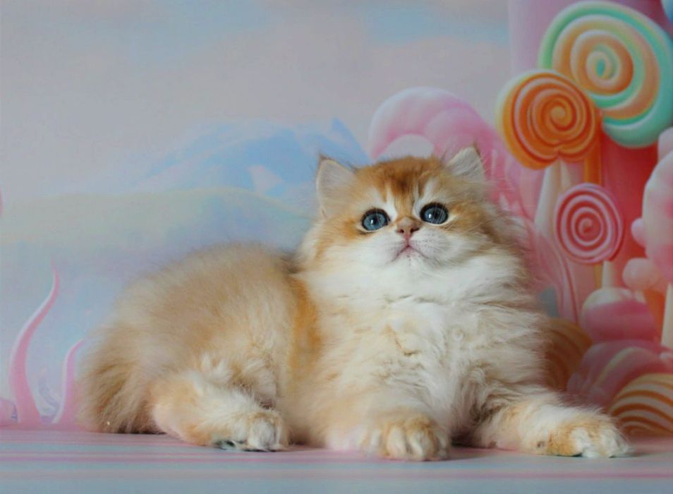 Це дитя мрія кожного, подаруйте собі щастя!