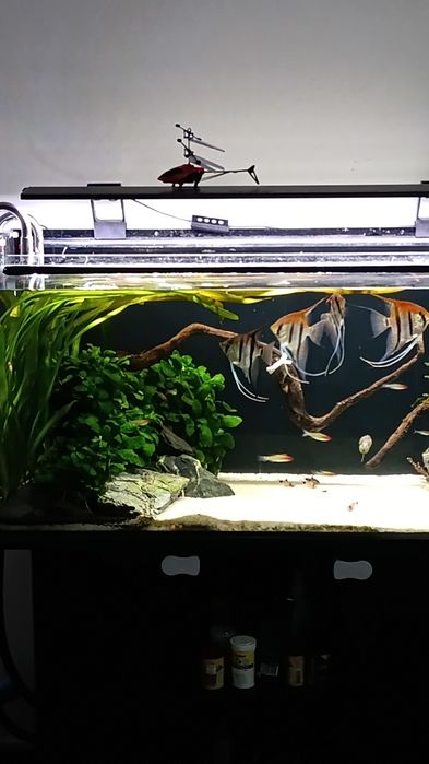 Escalar RED BACK MANACAPURU