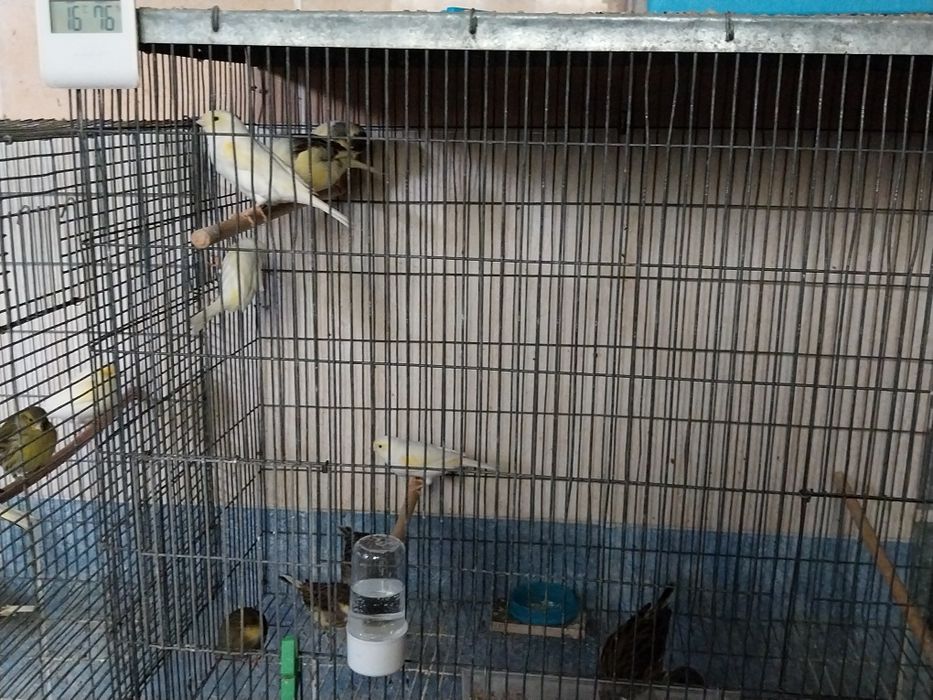 Canarios gloster e mosaicos amarelos