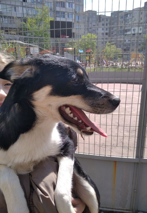 Ищем собачку. Потерялась. Девочка. Фанюша. Фанни.