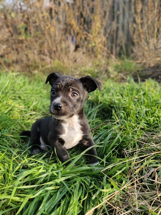 Цуценятка маленькі