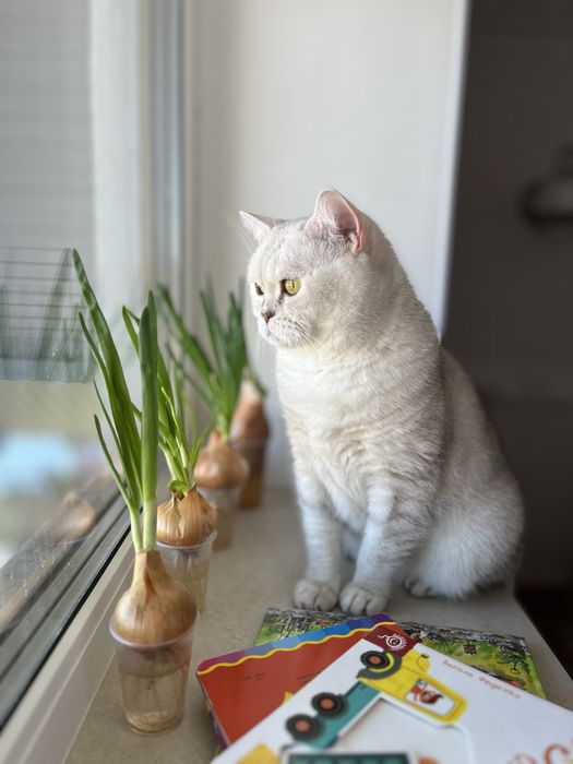 Ірпінь. Віддам кота шотландку, стерилізована в хороші руки