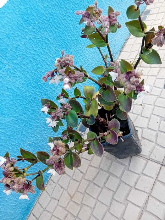 Tradescantia Callizia Repens