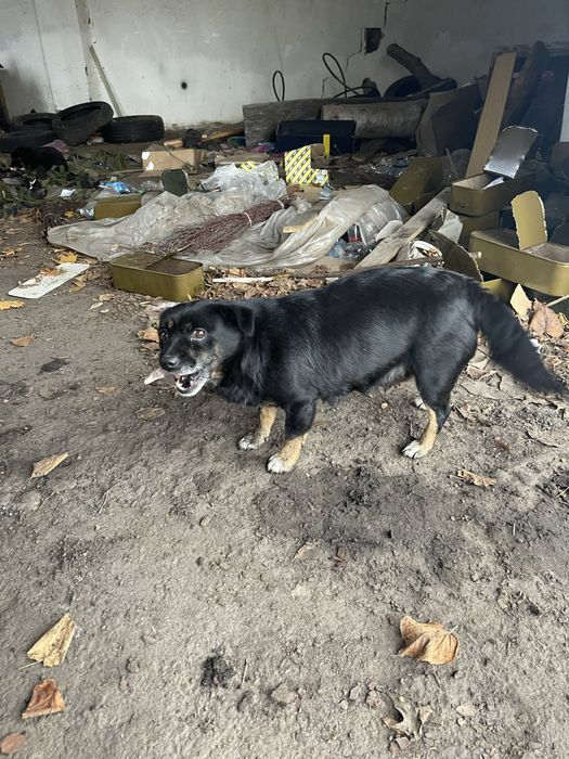 Щенок 2,5 месяцев Небольшая. Девочка