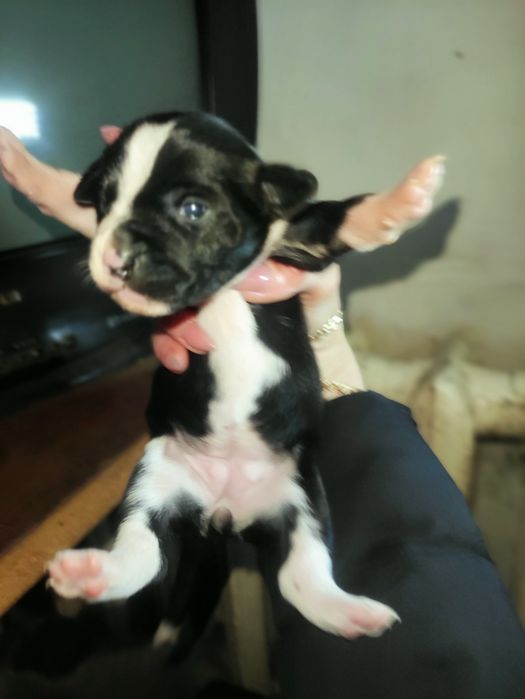 Щенки маленькой собачки