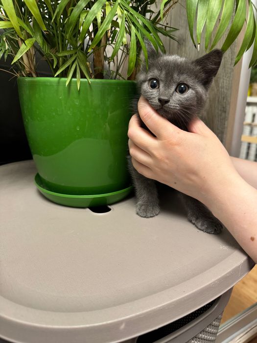 Кошеня, киця, кішка, дівчинка, 2 місяці