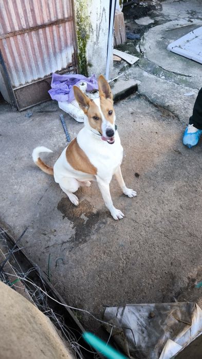 Procuro dono para Benji