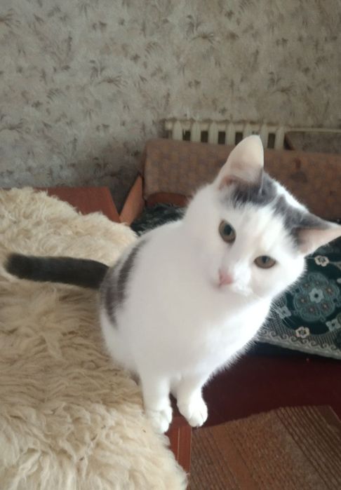 Отдам даром в добрые руки бело-серого котика