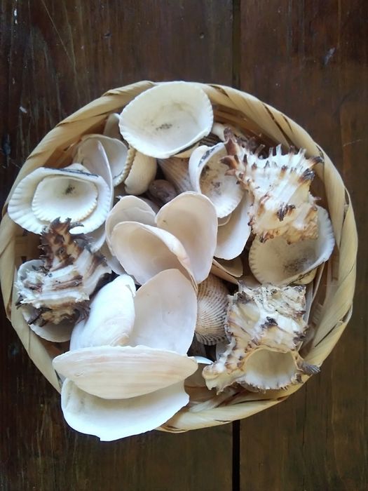 Мушлі тагрунт для акваріума,все за 50