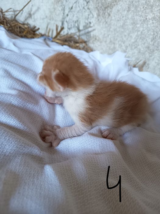 Doação de gatinhos