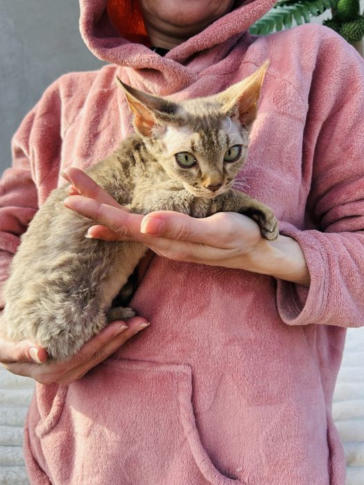 Slodki kocurek Devon Rex
