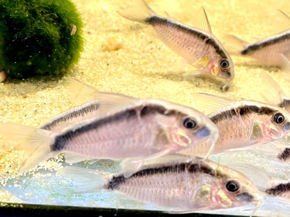 Kirys Strumieniowy Arcuatus Piękne Duże Rybki