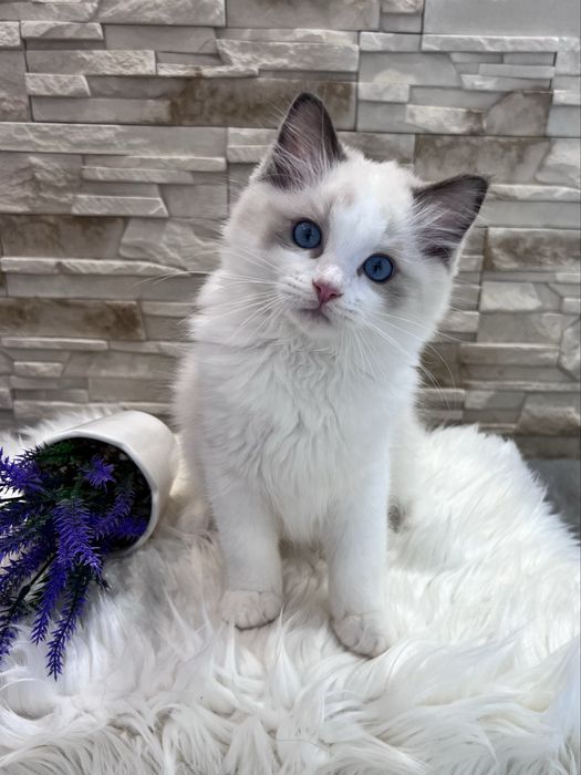 Ragdoll kocur Alex , rodowod FPL.