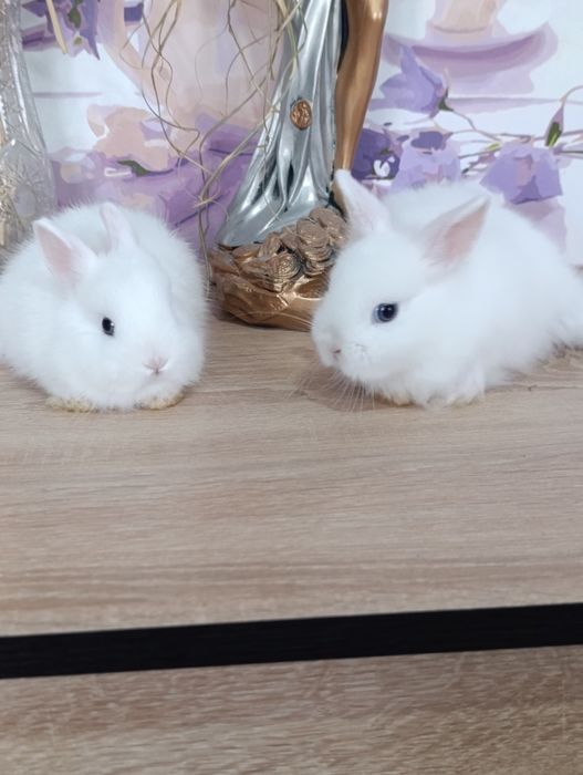 Карликовые кролики, самцы