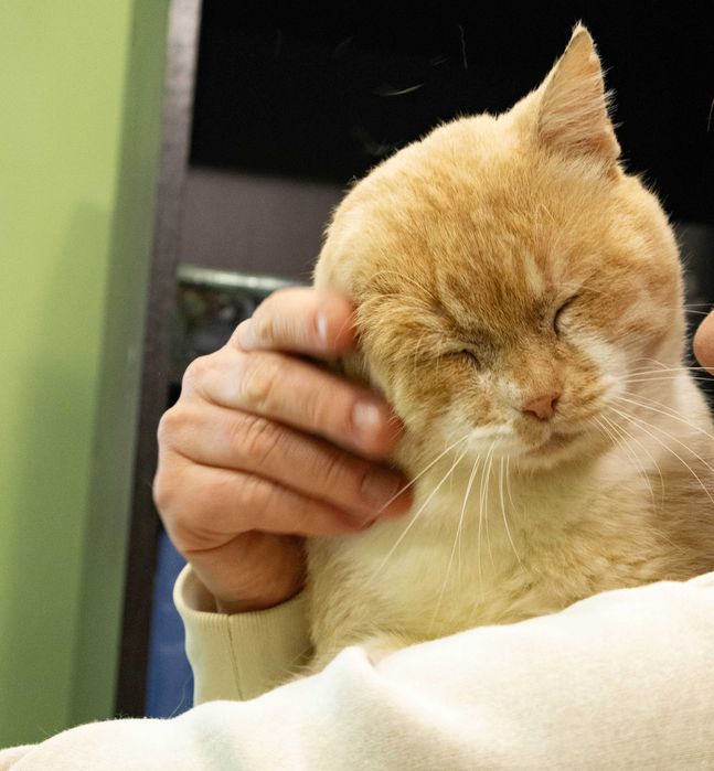 Котик молоди, кіт рудий