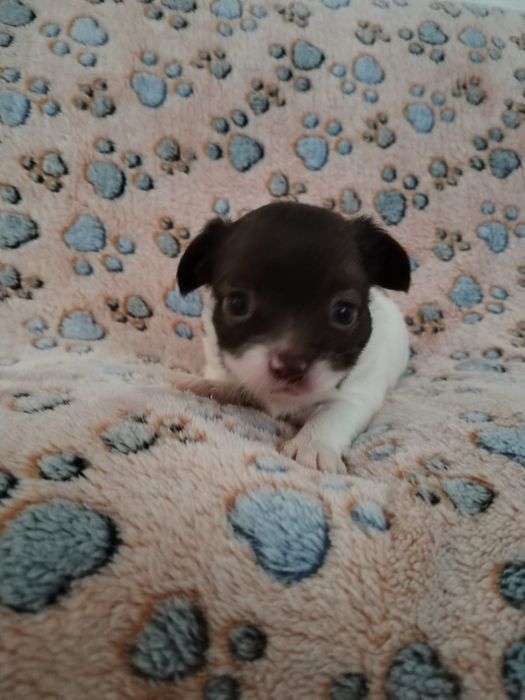 Macho Chihuahua chocolate e branco  pêlo comprido