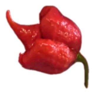 Malaguetas Carolina Reaper
