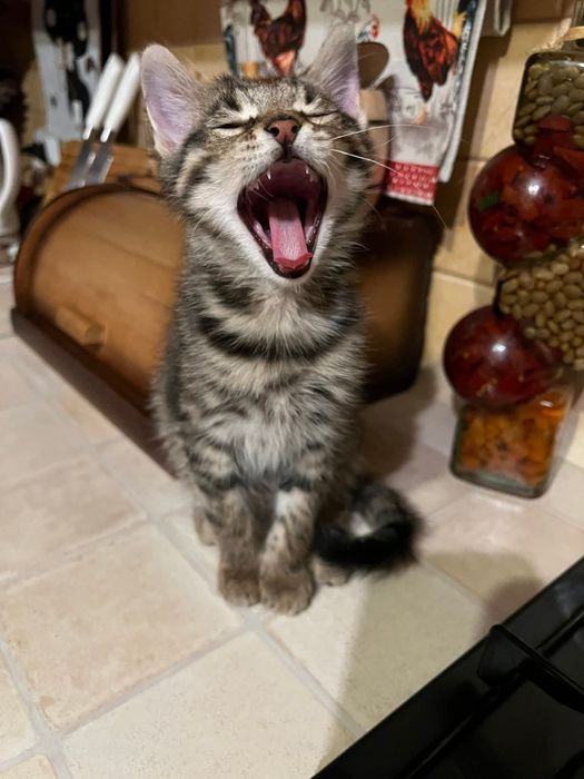 Чудовий хлопчик, вік 3-4 місяці