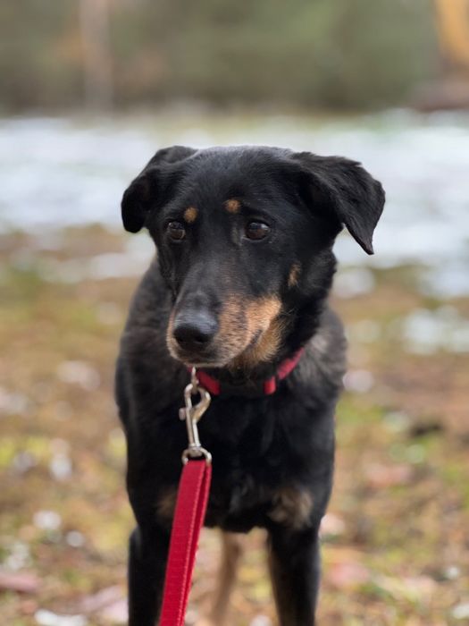 Tosia piesek do adopcji!