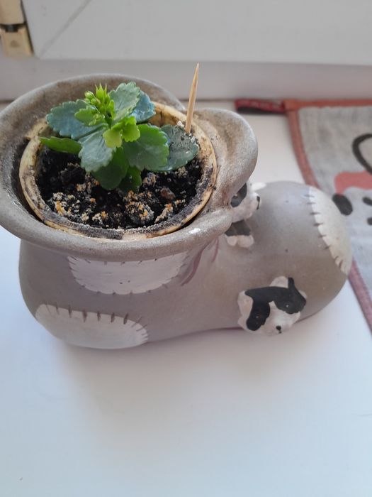 Спатефиллиум (женское счастье)