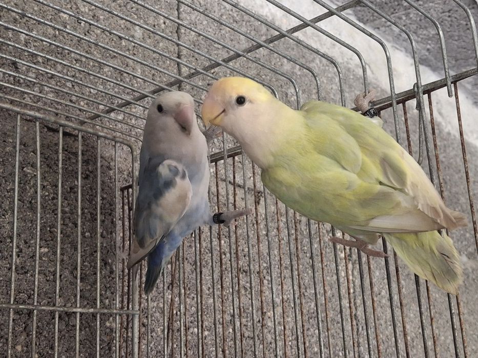 Vários pássaros para cedência