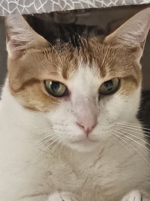Gata para adopção